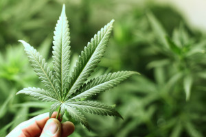 marijuana leaf zoomed in